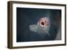 Ornamental Koi Carp At Surface Of Pond, Ritsurin Garden, Takamatsu, Japan-New Sue Productions-Framed Photographic Print