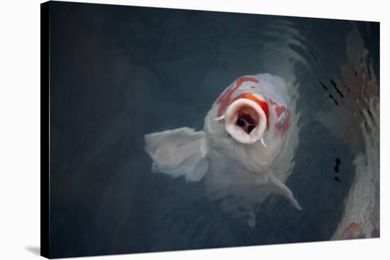 Ornamental Koi Carp At Surface Of Pond, Ritsurin Garden, Takamatsu, Japan-New Sue Productions-Stretched Canvas