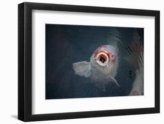 Ornamental Koi Carp At Surface Of Pond, Ritsurin Garden, Takamatsu, Japan-New Sue Productions-Framed Photographic Print