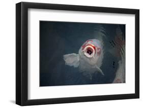 Ornamental Koi Carp At Surface Of Pond, Ritsurin Garden, Takamatsu, Japan-New Sue Productions-Framed Photographic Print