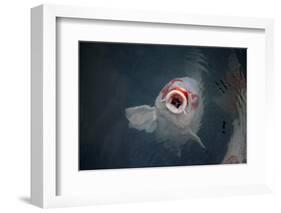 Ornamental Koi Carp At Surface Of Pond, Ritsurin Garden, Takamatsu, Japan-New Sue Productions-Framed Photographic Print