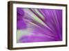Ornamental Onion (Allium hollandicum) 'Purple Sensation', close-up of flower, in garden, Dorset-Nicholas & Sherry Lu Aldridge-Framed Photographic Print