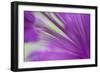 Ornamental Onion (Allium hollandicum) 'Purple Sensation', close-up of flower, in garden, Dorset-Nicholas & Sherry Lu Aldridge-Framed Photographic Print