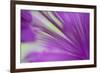 Ornamental Onion (Allium hollandicum) 'Purple Sensation', close-up of flower, in garden, Dorset-Nicholas & Sherry Lu Aldridge-Framed Photographic Print