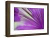 Ornamental Onion (Allium hollandicum) 'Purple Sensation', close-up of flower, in garden, Dorset-Nicholas & Sherry Lu Aldridge-Framed Premium Photographic Print