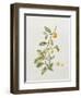 Ornamental Orange, 1995-Iona Hordern-Framed Giclee Print