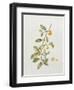 Ornamental Orange, 1995-Iona Hordern-Framed Giclee Print