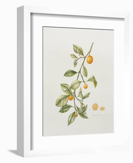 Ornamental Orange, 1995-Iona Hordern-Framed Giclee Print