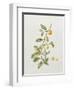 Ornamental Orange, 1995-Iona Hordern-Framed Giclee Print