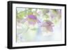 Ornamental Oregano II-Kathy Mahan-Framed Photographic Print