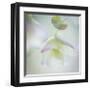 Ornamental Oregano-Don Paulson-Framed Giclee Print