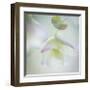 Ornamental Oregano-Don Paulson-Framed Giclee Print