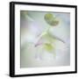 Ornamental Oregano-Don Paulson-Framed Giclee Print