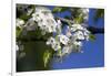 Ornamental Pear Tree in Bloom, Harrison Boulevard, Boise, Idaho, USA-David R. Frazier-Framed Photographic Print