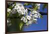 Ornamental Pear Tree in Bloom, Harrison Boulevard, Boise, Idaho, USA-David R. Frazier-Framed Photographic Print