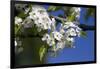 Ornamental Pear Tree in Bloom, Harrison Boulevard, Boise, Idaho, USA-David R. Frazier-Framed Photographic Print