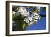 Ornamental Pear Tree in Bloom, Harrison Boulevard, Boise, Idaho, USA-David R. Frazier-Framed Photographic Print