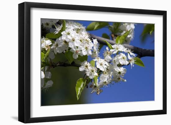 Ornamental Pear Tree in Bloom, Harrison Boulevard, Boise, Idaho, USA-David R. Frazier-Framed Photographic Print