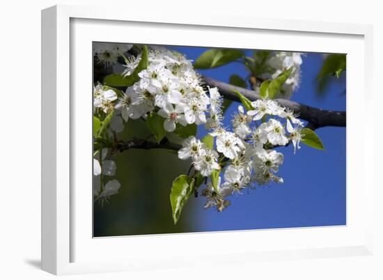 Ornamental Pear Tree in Bloom, Harrison Boulevard, Boise, Idaho, USA-David R. Frazier-Framed Photographic Print