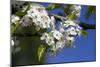 Ornamental Pear Tree in Bloom, Harrison Boulevard, Boise, Idaho, USA-David R. Frazier-Mounted Photographic Print