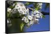 Ornamental Pear Tree in Bloom, Harrison Boulevard, Boise, Idaho, USA-David R. Frazier-Framed Stretched Canvas