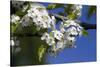 Ornamental Pear Tree in Bloom, Harrison Boulevard, Boise, Idaho, USA-David R. Frazier-Stretched Canvas