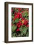 Ornamental pepper plant-Lisa Engelbrecht-Framed Photographic Print