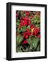 Ornamental pepper plant-Lisa Engelbrecht-Framed Photographic Print