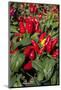 Ornamental pepper plant-Lisa Engelbrecht-Mounted Photographic Print
