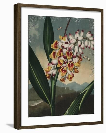 Ornamental - Picardy-Stephanie Monahan-Framed Giclee Print