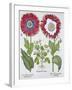 Ornamental poppies, 1613-Unknown-Framed Giclee Print