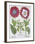 Ornamental poppies, 1613-Unknown-Framed Giclee Print