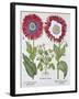 Ornamental poppies, 1613-Unknown-Framed Giclee Print