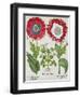 Ornamental Poppies, from the "Hortus Eystettensis" by Basil Besler, Pub. 1613-null-Framed Giclee Print