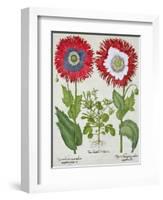 Ornamental Poppies, from the "Hortus Eystettensis" by Basil Besler, Pub. 1613-null-Framed Giclee Print