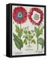 Ornamental Poppies, from the "Hortus Eystettensis" by Basil Besler, Pub. 1613-null-Framed Stretched Canvas