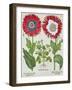 Ornamental Poppies, from the "Hortus Eystettensis" by Basil Besler, Pub. 1613-null-Framed Giclee Print