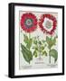 Ornamental Poppies, from the "Hortus Eystettensis" by Basil Besler, Pub. 1613-null-Framed Giclee Print