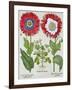 Ornamental Poppies, from the "Hortus Eystettensis" by Basil Besler, Pub. 1613-null-Framed Giclee Print