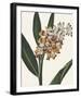 Ornamental Pure - Picardy-Stephanie Monahan-Framed Giclee Print