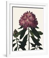 Ornamental Pure - Vincennes-Stephanie Monahan-Framed Giclee Print