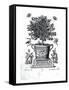 Ornamental Tree in an Urn on a Small Stage-Martin Engelbrecht-Framed Stretched Canvas