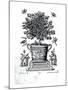 Ornamental Tree in an Urn on a Small Stage-Martin Engelbrecht-Mounted Premium Giclee Print