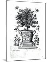 Ornamental Tree in an Urn on a Small Stage-Martin Engelbrecht-Mounted Giclee Print
