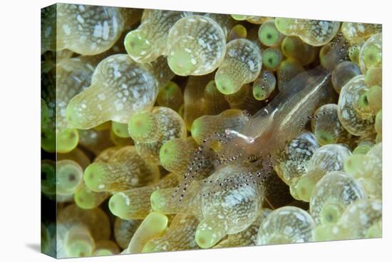 Ornate Anemone Shrimp in Anemone, Gorontalo, Sulawasi, Indonesia-null-Stretched Canvas