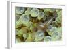 Ornate Anemone Shrimp in Anemone, Gorontalo, Sulawasi, Indonesia-null-Framed Photographic Print