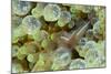 Ornate Anemone Shrimp in Anemone, Gorontalo, Sulawasi, Indonesia-null-Mounted Photographic Print