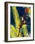 Ornate Ghost Pipefish (Harlequin Ghost Pipefish) (Solenostomus Paradoxus)-Louise Murray-Framed Photographic Print