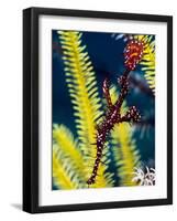 Ornate Ghost Pipefish (Harlequin Ghost Pipefish) (Solenostomus Paradoxus)-Louise Murray-Framed Photographic Print