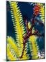 Ornate Ghost Pipefish (Harlequin Ghost Pipefish) (Solenostomus Paradoxus)-Louise Murray-Mounted Photographic Print